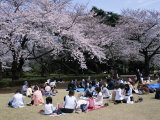 People Partying Under Cherry Blossoms, Shinjuku Park, Shinjuku, Tokyo, Honshu, Japan Photographic Print