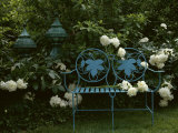 Peonies Photographic Print