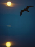 Northern Wisconsin Lake, Seagull at Sunrise Photographic Print by Ken Wardius