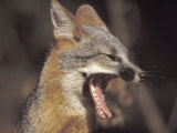 Fox Yawning Photographic Print