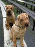 Chinese Shar-Pei on Bench Lámina fotográfica por Henryk T. Kaiser Chinese Shar-Pei on Bench Lámina fotográfica por Henryk T. Kaiser
