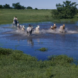 Herding Horses, Argentina Photographic Print