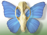 Skull with Butterfly Wings Photographie par Jim McGuire