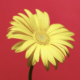 Yellow Flower on Red Background Photographic Print by Jim McGuire