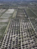 Olive Groves and Vineyards, Mendoza, Argentina Photographic Print