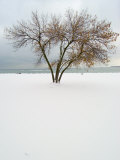 Tree and Snow Photographie par Dennis Macdonald