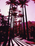 Imperial Palm Trees, Botanical Garden, Rio de Janeiro, Brazil Impressão fotográfica Imperial Palm Trees, Botanical Garden, Rio de Janeiro, Brazil Impressão fotográfica