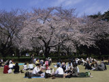 Shinjuku Park, Tokyo, Japan Photographic Print