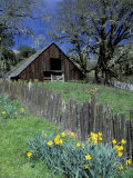 Fence, Barn and Daffodils, Northern California, USA Photographic Print by Darrell Gulin