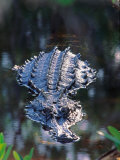 Alligator in Shallow Water Photographic Print by Charles Sleicher