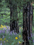 Balsam Root and Lupines Among Pacific Ponderosa Pine, Rowena, Oregon, USA Photographic Print by Jamie & Judy Wild