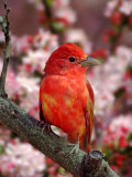 Male Summer Tanager Photographic Print by Adam Jones