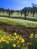 Flowers in a Vineyard at the Sausal Winery, Sonoma County, California, USA Photographie par John Alves