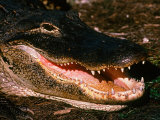 Alligator Close-up Lámina fotográfica por Charles Sleicher Alligator Close-up Lámina fotográfica por Charles Sleicher