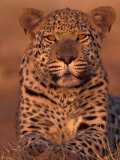 Leopard Relaxing at Animal Rehabilitation Farm, Namibia Photographic Print by Theo Allofs