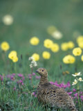 Willow Ptarmigan Female Among Arctic Poppies, Denali National Park, Alaska, USA Photographie par Hugh Rose