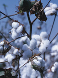 Cotton Tree - Israel Lámina fotográfica Cotton Tree - Israel Lámina fotográfica