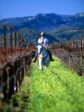 Equestrian Riding in a Vineyard, Napa Valley Wine Country, California, USA Photographic Print by John Alves