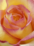 Close-up of Yellow and Orange Rose Photographic Print by Adam Jones