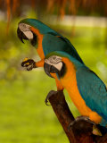 Two Blue and Gold Macaws Photographie par Lisa S. Engelbrecht