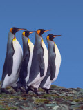 King Penguins in a Mating Ritual March, South Georgia Island Photographie par Charles Sleicher