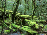 Cradle Mt. and Lake St. Clair National Park, Tasmania, Australia Photographic Print by Rob Tilley