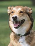 Cute Panting Dog Photographic Print