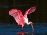 Roseate Spoonbill, Ding Darling National Wildlife Refuge, Sanibel Island, Florida, USA Photographie par Charles Sleicher