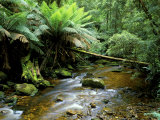 Nelson Creek, Franklin Gordon Wild Rivers National Park, Tasmania, Australia Fotografie-Druck von Rob Tilley