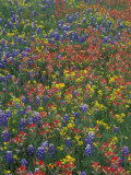 Paintbrush, Bluebonnets, and Bladderpod, Texas, USA Lámina fotográfica por Adam Jones