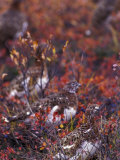 Will Ptarmigan Forage for Blueberries, Denali National Park, Alaska, USA Photographic Print by Hugh Rose
