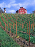 Red Barn Above Vineyard, Dry Creek Valley, California, USA Photographie par John Alves