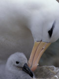 Black-Browed Albatross Preening Chick in Nest, Falkland Islands Photographic Print by Theo Allofs