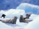 Paul Souders - South Sawyer Glacier Harbor Seals on Icebergs, Tracy Arm, Inside Passage, Alaska, USA Fotografická reprodukce