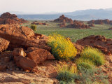 Brittlebush and Sandstone, Valley of Fire State Park, Nevada, USA Photographie par Scott T. Smith