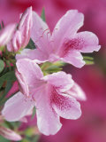 Azalea Blossom, Charleston, South Carolina, USA Photographic Print by Adam Jones
