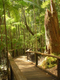 Boardwalk by Wanggoolba Creek, Fraser Island, Queensland, Australia Photographic Print by David Wall