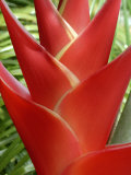 Heleconia, Maui, Hawaii, USA Photographic Print by Bruce Behnke
