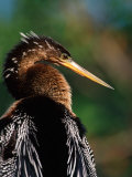 Female Anhinga Photographic Print by Charles Sleicher