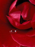 Red Rose, American Beauty, with Tear Drop, Rochester, Michigan, USA Photographie par Claudia Adams