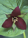 Purple Trillium, Port Huron, Michigan, USA Photographie par Claudia Adams