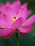 Perry's Water Garden, Lotus Blossom and Bee, Franklin, North Carolina, USA Photographie par Joanne Wells