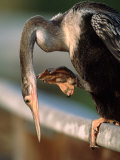 Anhinga Scratching, Everglades National Park, Florida, USA Photographie par Charles Sleicher