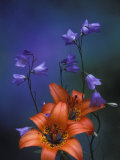 Wood Lily and Harebells, St. Ignace, Michigan, USA Photographic Print by Claudia Adams