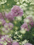 Chives and Carraway, Louisville, Kentucky, USA Photographic Print by Adam Jones