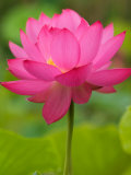 Perry's Water Garden, Lotus Blossom, Franklin, North Carolina, USA Photographic Print by Joanne Wells