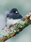 Dark-eyed Junco Photographie par Adam Jones