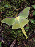 Male Luna Moth Photographic Print by Adam Jones Male Luna Moth Photographic Print by Adam Jones