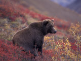 Female Grizzly Bear in Alpine Tundra, Denali National Park, Alaska, USA Photographic Print by Hugh Rose