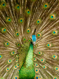 Peacock Displaying Feathers Photographie par Lisa S. Engelbrecht